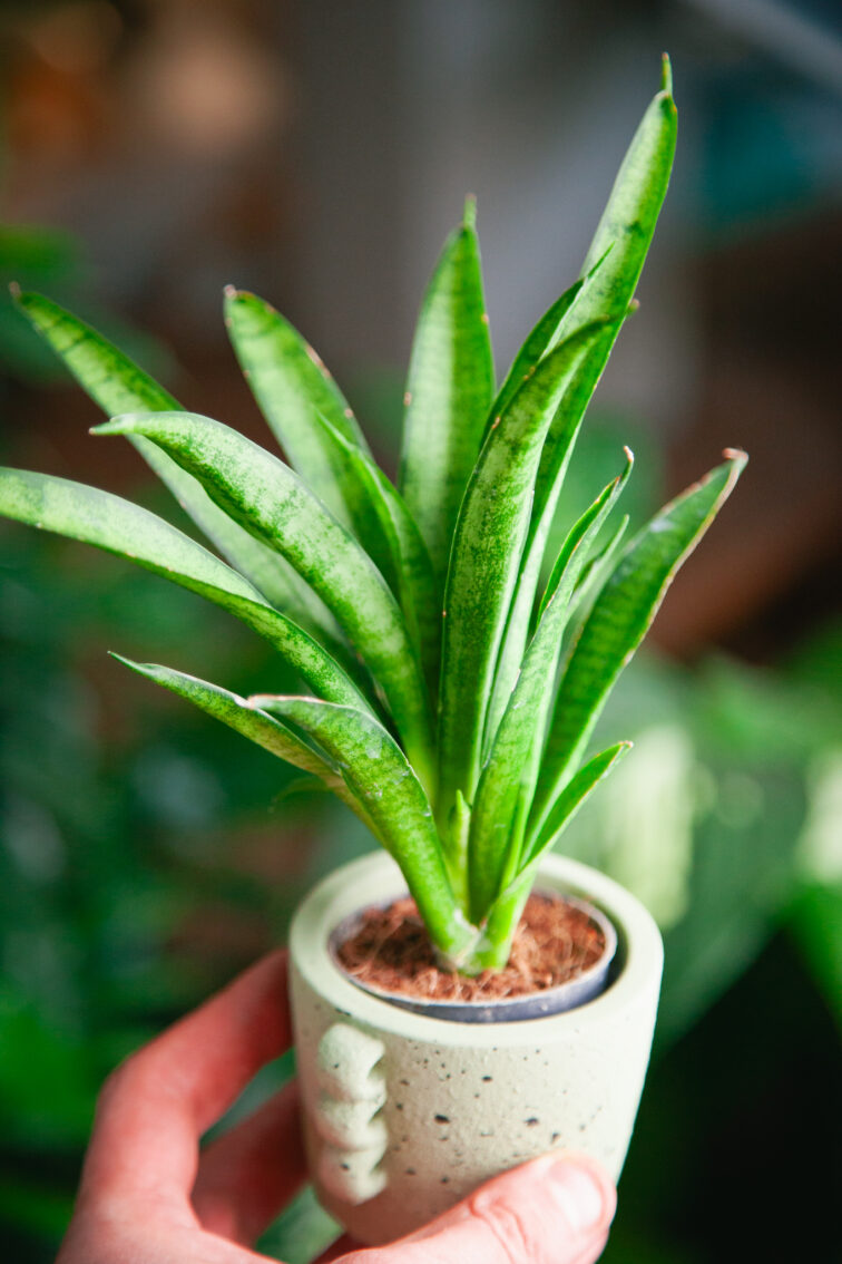 Zdjęcie rosliny doniczkowej Sansevieria trifasciata Pantera, ujęcie 2