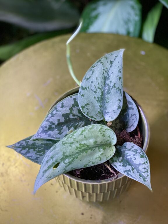 Zdjęcie rosliny doniczkowej Scindapsus Silver Lady, ujęcie 1