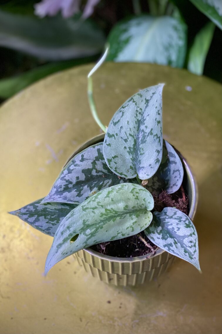 Zdjęcie rosliny doniczkowej Scindapsus Silver Lady, ujęcie 1