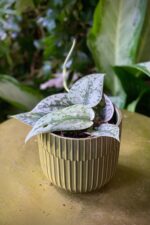 Zdjęcie rosliny doniczkowej Scindapsus Silver Lady, ujęcie 2