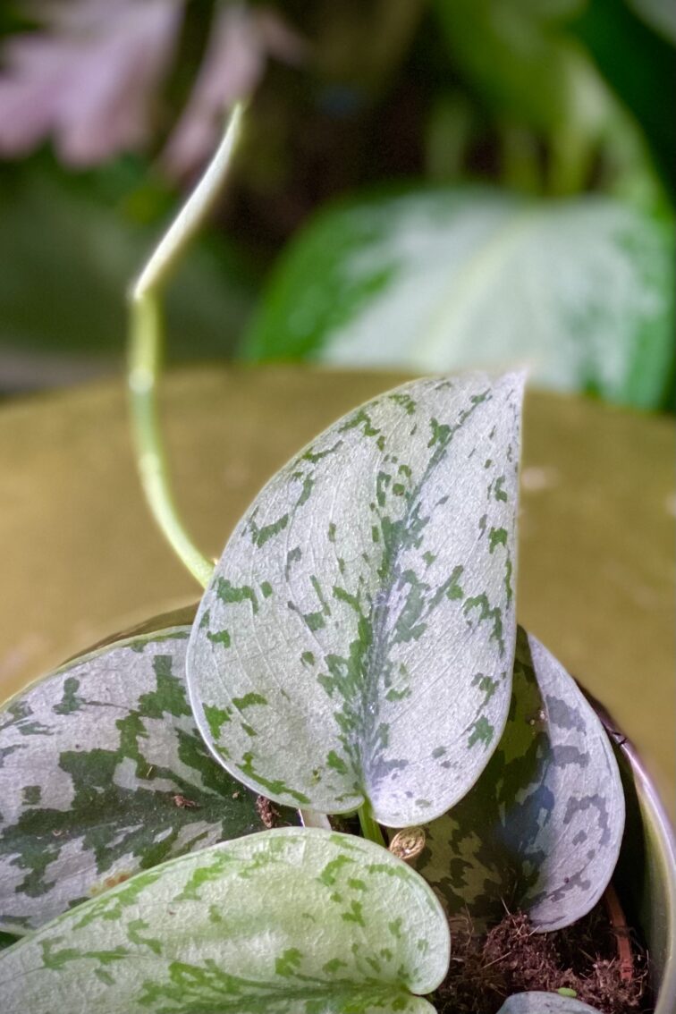 Zdjęcie rosliny doniczkowej Scindapsus Silver Lady, ujęcie 3