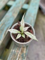 Zdjęcie rosliny doniczkowej Spathiphyllum Sensation variegata, ujęcie 1