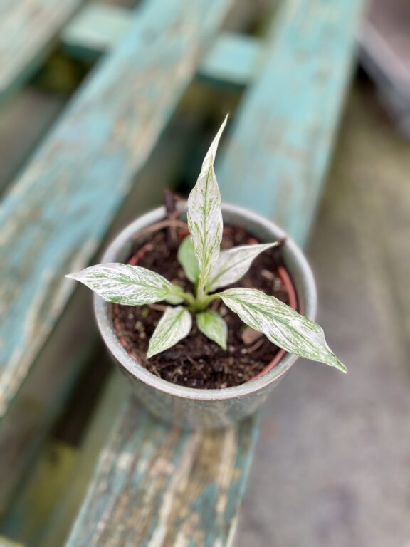 Zdjęcie rosliny doniczkowej Spathiphyllum Sensation variegata, ujęcie 1