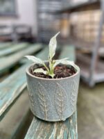 Zdjęcie rosliny doniczkowej Spathiphyllum Sensation variegata, ujęcie 2