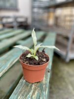 Zdjęcie rosliny doniczkowej Spathiphyllum Sensation variegata, ujęcie 3