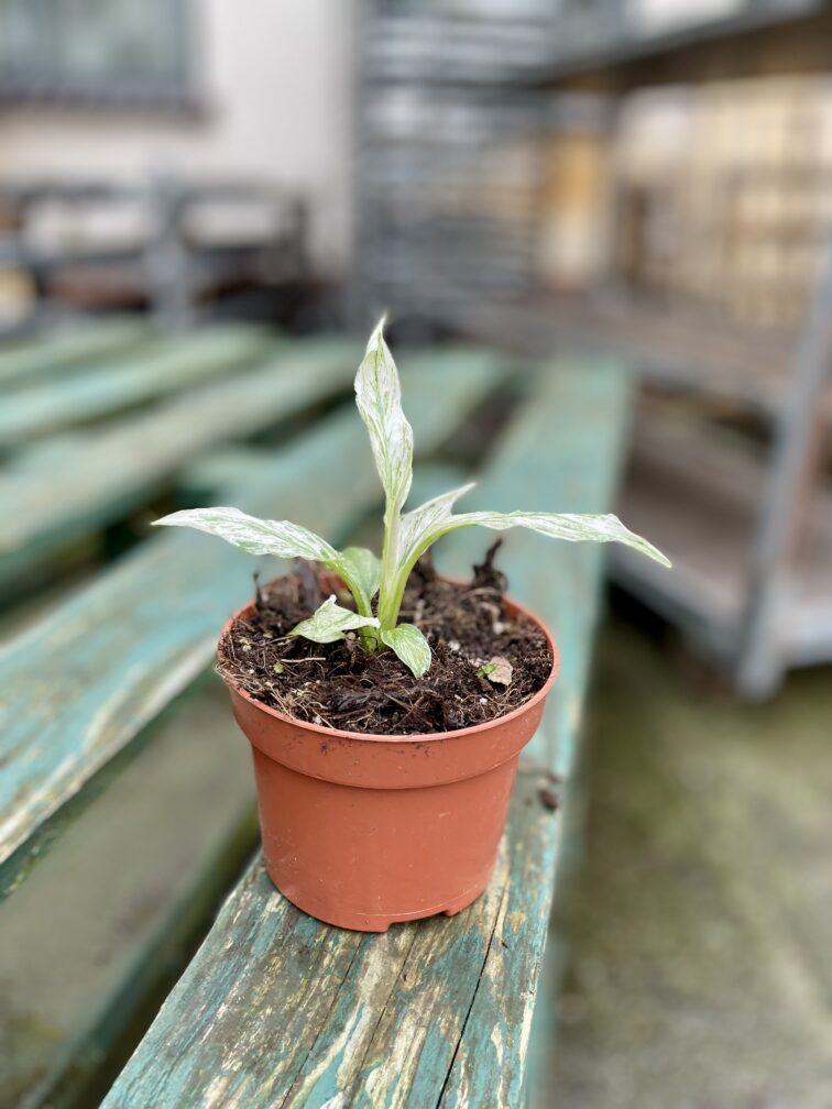 Zdjęcie rosliny doniczkowej Spathiphyllum Sensation variegata, ujęcie 3