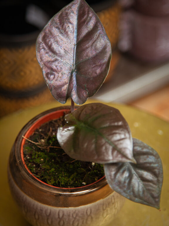 Zdjęcie rosliny doniczkowej Alocasia Black Magic, ujęcie 1