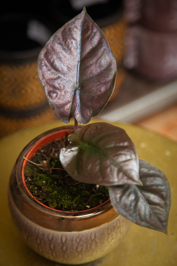 Zdjęcie rosliny doniczkowej Alocasia Black Magic, ujęcie 1