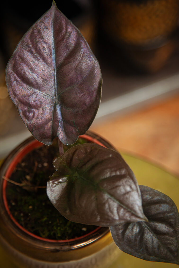 Zdjęcie rosliny doniczkowej Alocasia Black Magic, ujęcie 3
