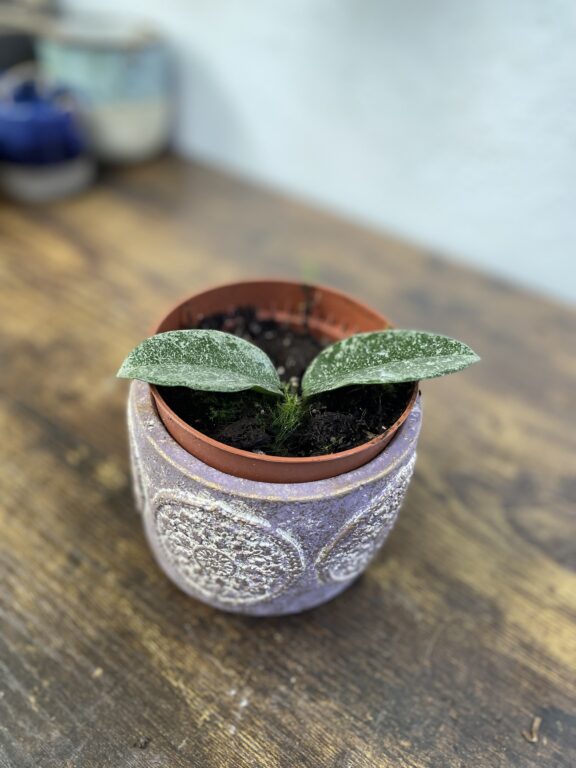 Zdjęcie rosliny doniczkowej Hoya grey ghost, ujęcie 1
