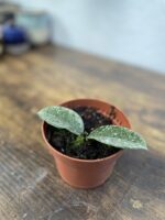 Zdjęcie rosliny doniczkowej Hoya grey ghost, ujęcie 2
