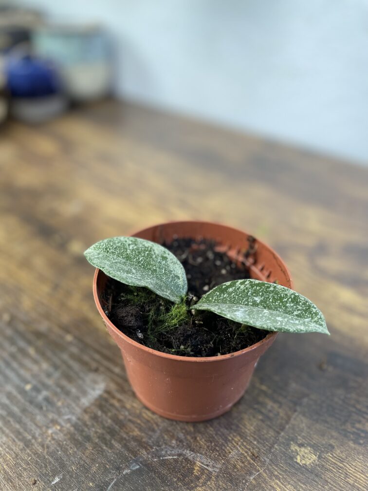 Zdjęcie rosliny doniczkowej Hoya grey ghost, ujęcie 2