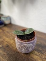 Zdjęcie rosliny doniczkowej Hoya grey ghost, ujęcie 3