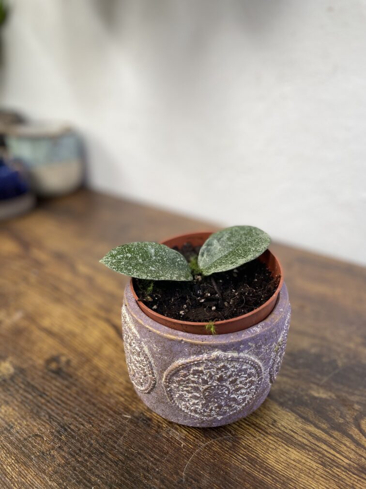 Zdjęcie rosliny doniczkowej Hoya grey ghost, ujęcie 3