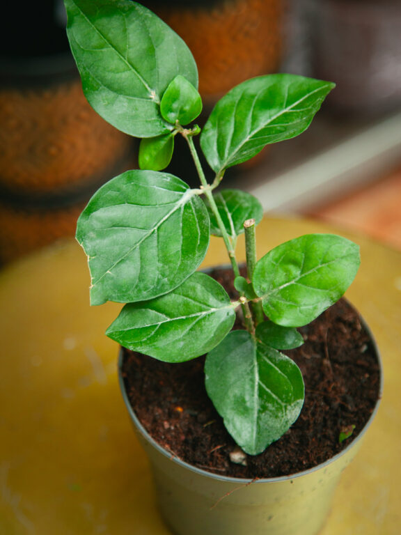 Zdjęcie rosliny doniczkowej Jasminum sambac Arabica, ujęcie 1