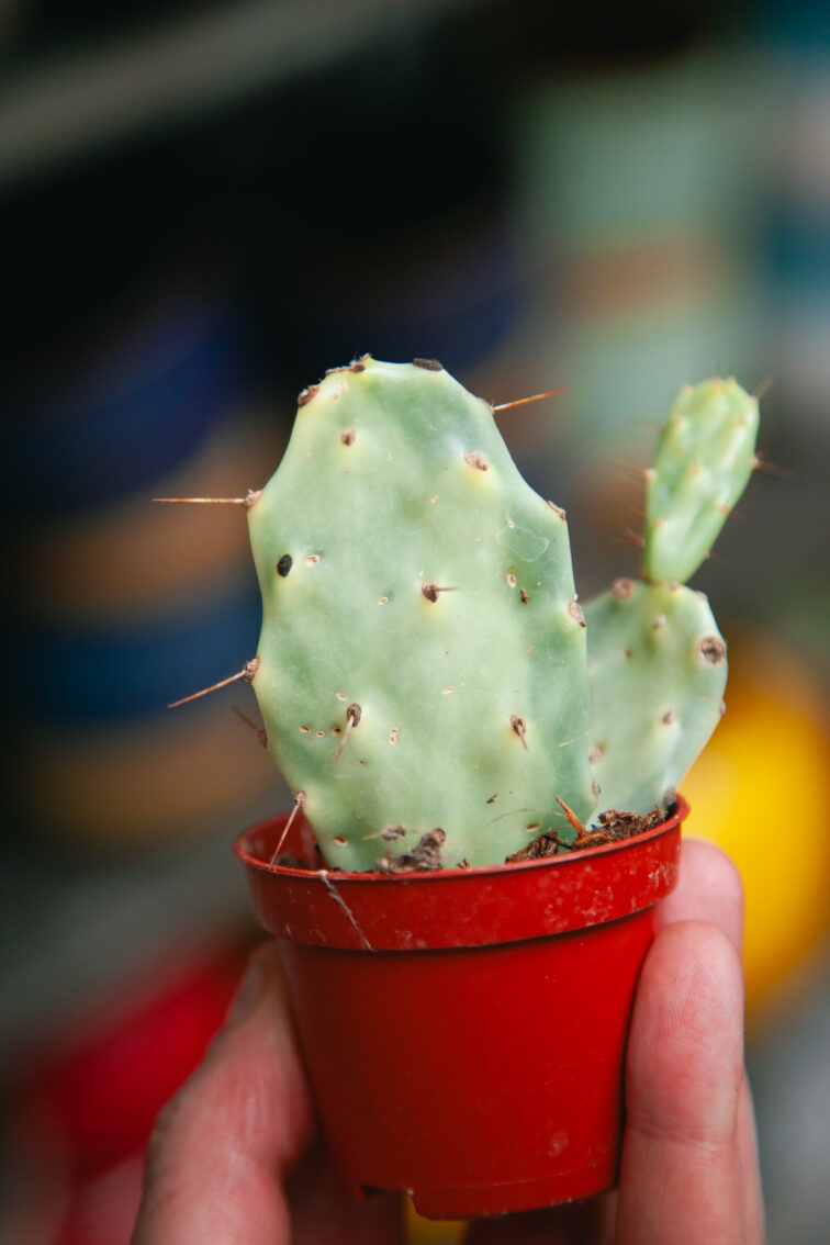 Zdjęcie rosliny doniczkowej Opuntia Jamaica Crazy White, ujęcie 1