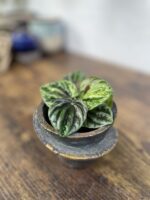 Zdjęcie rosliny doniczkowej Peperomia Buenos Aires, ujęcie 1