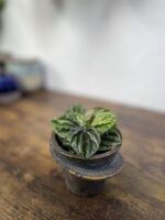 Zdjęcie rosliny doniczkowej Peperomia Buenos Aires, ujęcie 2