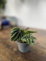 Zdjęcie rosliny doniczkowej Peperomia Buenos Aires, ujęcie 3