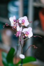 Zdjęcie rosliny doniczkowej Phalaenopsis Roskilde, ujęcie 1
