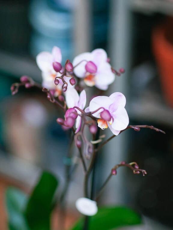 Zdjęcie rosliny doniczkowej Phalaenopsis Roskilde, ujęcie 1