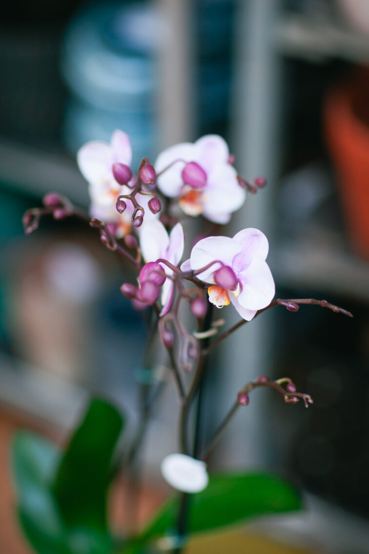 Zdjęcie rosliny doniczkowej Phalaenopsis Roskilde, ujęcie 1