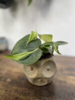 Zdjęcie rosliny doniczkowej Philodendron scandens Brasil, ujęcie 1
