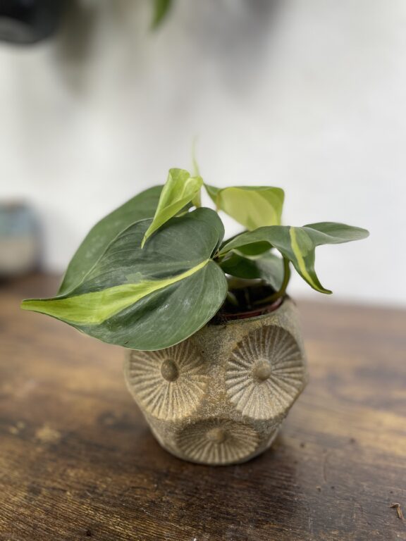 Zdjęcie rosliny doniczkowej Philodendron scandens Brasil, ujęcie 1