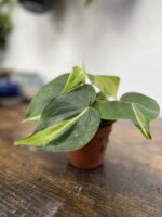 Zdjęcie rosliny doniczkowej Philodendron scandens Brasil, ujęcie 2