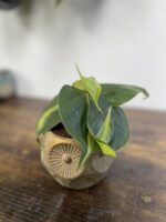 Zdjęcie rosliny doniczkowej Philodendron scandens Brasil, ujęcie 3