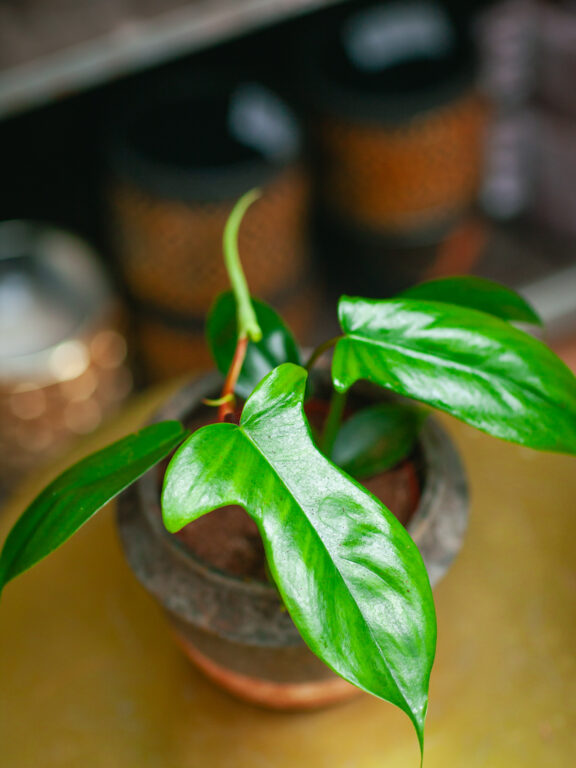 Zdjęcie rosliny doniczkowej Philodendron Florida Green, ujęcie 1