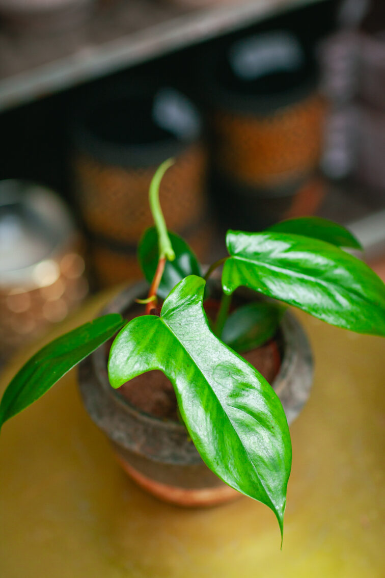 Zdjęcie rosliny doniczkowej Philodendron Florida Green, ujęcie 1