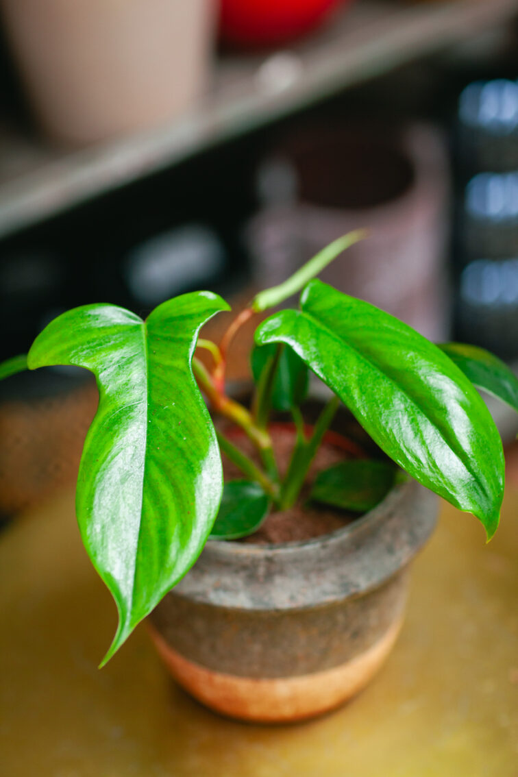 Zdjęcie rosliny doniczkowej Philodendron Florida Green, ujęcie 2