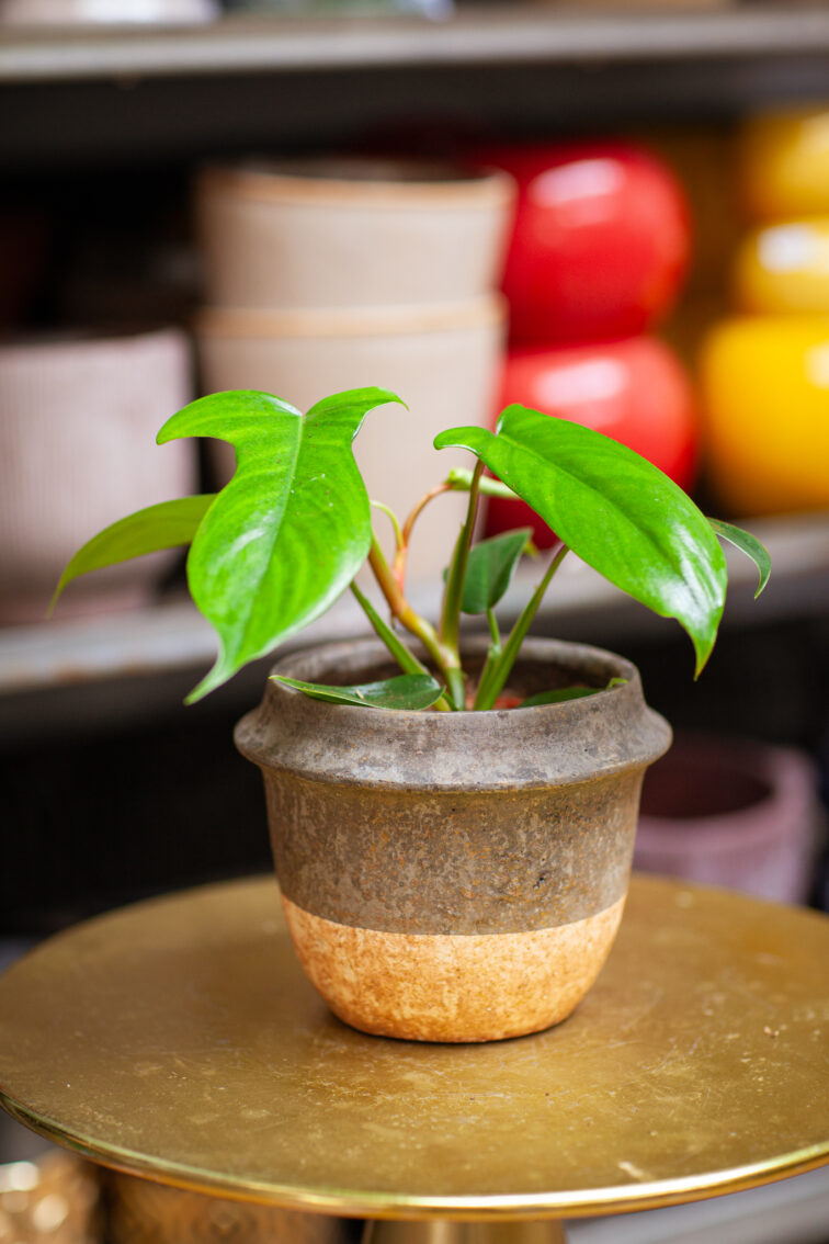 Zdjęcie rosliny doniczkowej Philodendron Florida Green, ujęcie 3