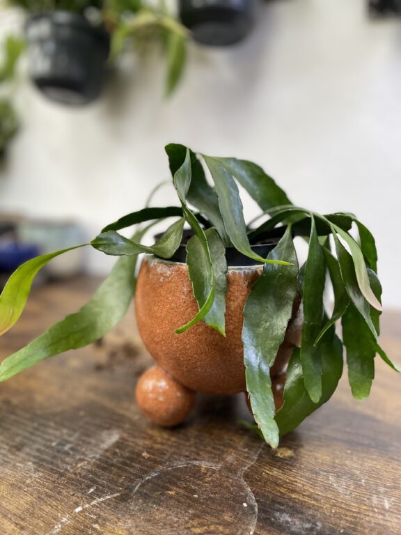 Zdjęcie rosliny doniczkowej Pseudorhipsalis ramulosa Red Coral (rhipsalis), ujęcie 1