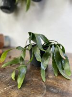 Zdjęcie rosliny doniczkowej Pseudorhipsalis ramulosa Red Coral (rhipsalis), ujęcie 2
