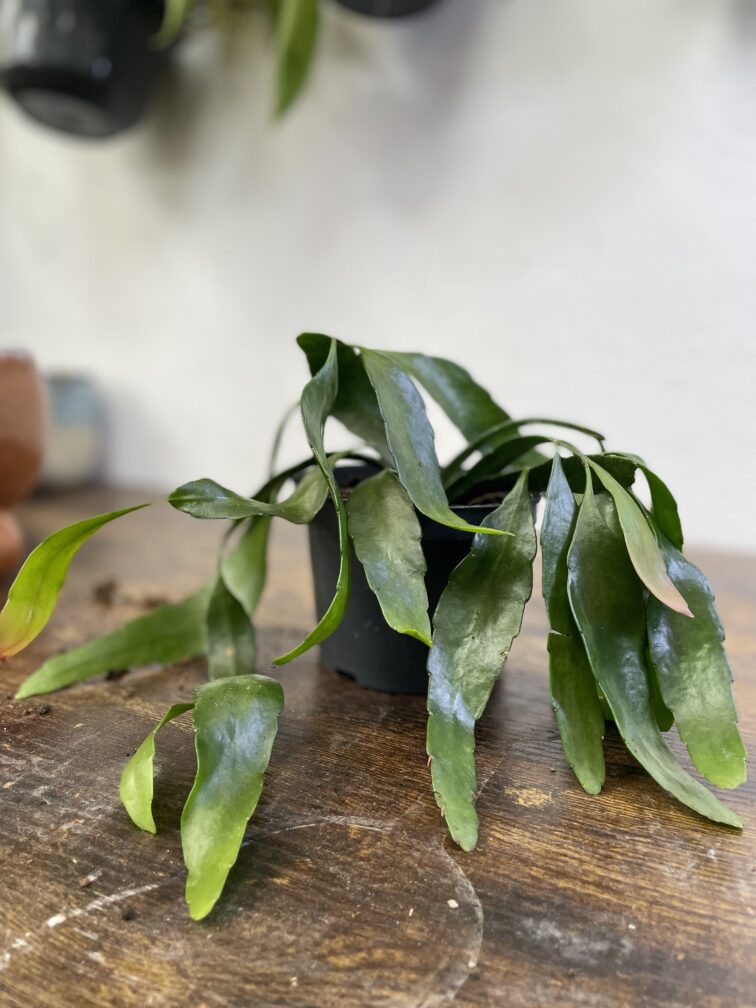 Zdjęcie rosliny doniczkowej Pseudorhipsalis ramulosa Red Coral (rhipsalis), ujęcie 2