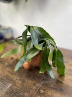 Zdjęcie rosliny doniczkowej Pseudorhipsalis ramulosa Red Coral (rhipsalis), ujęcie 3