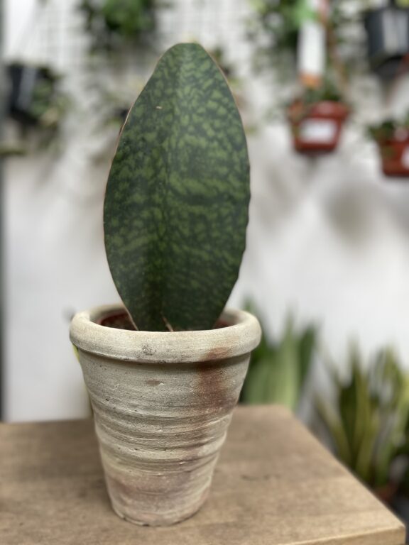 Zdjęcie rosliny doniczkowej Sansevieria Masoniana, ujęcie 1
