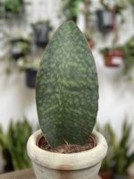 Zdjęcie rosliny doniczkowej Sansevieria Masoniana, ujęcie 2