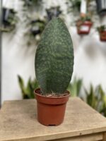 Zdjęcie rosliny doniczkowej Sansevieria Masoniana, ujęcie 3