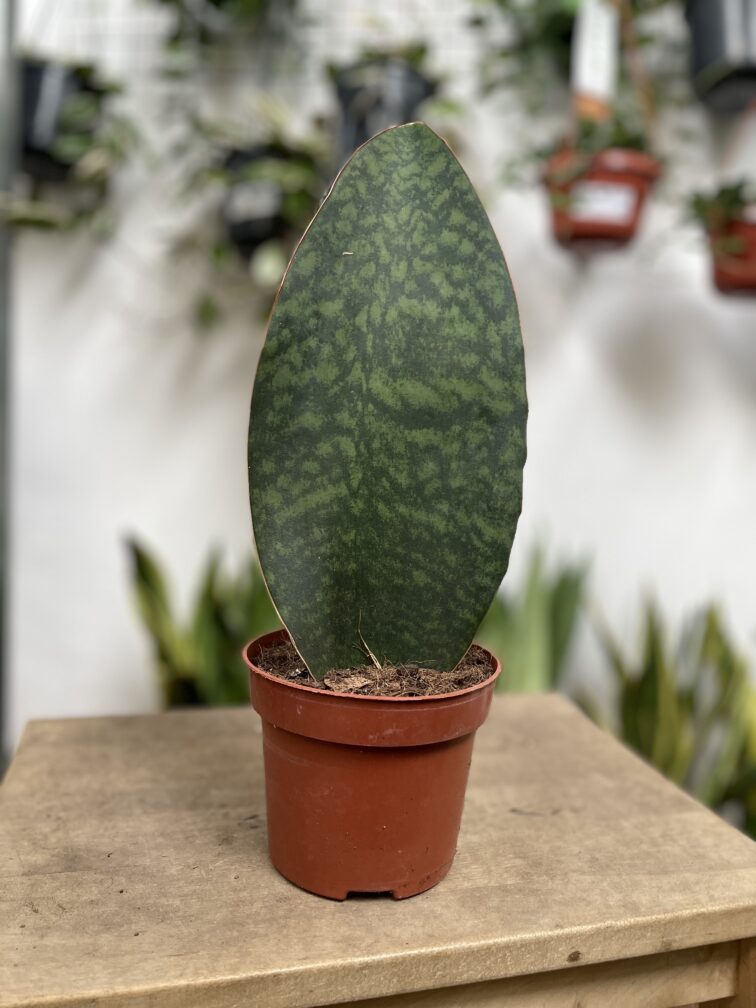 Zdjęcie rosliny doniczkowej Sansevieria Masoniana, ujęcie 3